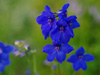 Ostrka Delphinium 'Summer Night'